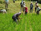 Restoring woodlands (Restoring terraced paddies)