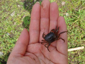 Creatures living in terraced paddies